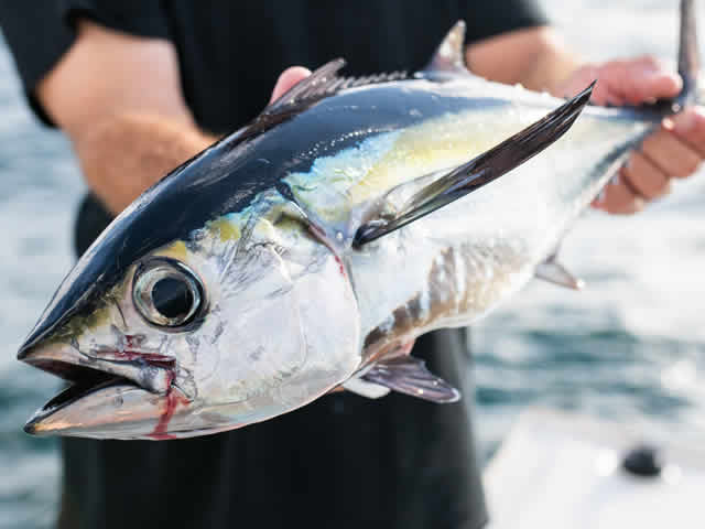 fish